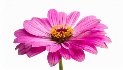 pink flower isolated