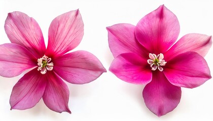 set flower pink cyclamen isolated on white background shape of starfish and eyes summer spring flat lay top view love valentine s day - obrazy, fototapety, plakaty