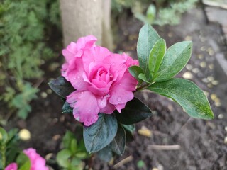 Close-up of a delicate pink wildflower with water droplets clinging to its soft petals. The flower is surrounded by lush green leaves.