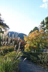 秋の京都・嵯峨野の小径