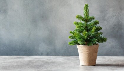 beautiful green christmas tree in a pot on grey concrete wall background zero waste environment friendly concept minimalist style holiday banner template with copy space