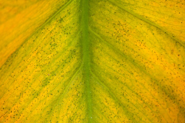 Monstera deliciosa with a yellow leaf due to problems with disease or insect damage