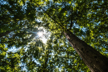 夏の太陽　木漏れ日