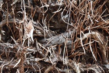 texture tree roots nature uprooted end