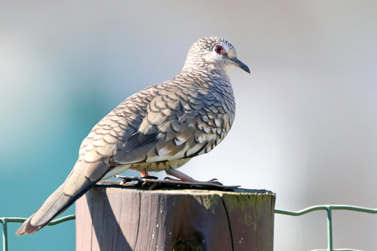 Scaled Dove (Columbina squammata), isolated, perched on a fence post