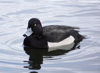 Drake Tufted Duck (Aythya fuligula)