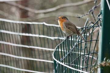 European Robin (Erithacus rubecula) singing from a wire fence