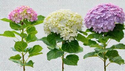set of hydrangea arborescens annabelle bush shrub isolated png on a transparent background perfectly cutout