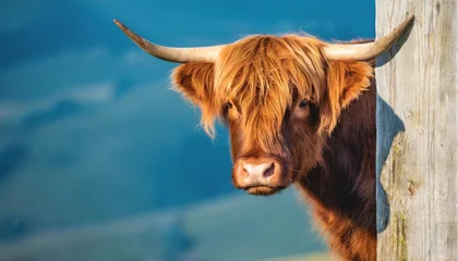Papier Peint photo Lavable Highlander écossais highland cow peeking around a corner blue background place for a text
