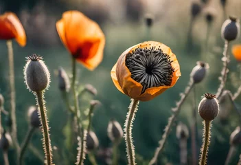 Fototapete Rund poppy flower in field © Aqsa