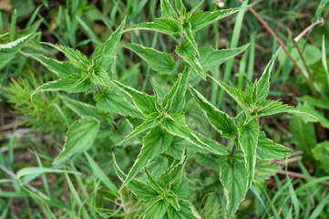 Nettle Plant in Natural Habitat