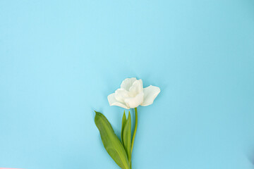 Single white tulip on a blue background. Minimalistic floral concept with place for text