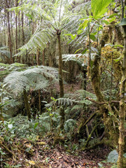 A hilly biotope in the Spectacled Bear Reserve. Santuario del Oso de Anteojos. Colombia.