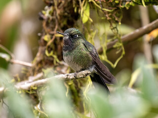 Naklejka na ściany i meble Short-tailed Emerald, Chlorostilbon porttmani, sits on a twig and observes the surroundings. Colombia.