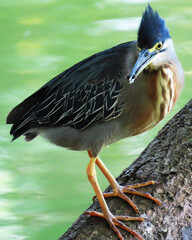 herons of varied colors that live in the tropical wetlands of Colombia