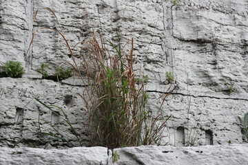 Green plants growing in the wilderness.