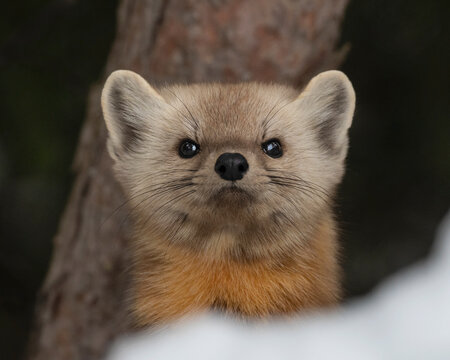 Space Invader - An American Marten pokes its head out from behind a snow bank - Algonquin Park, Ontario