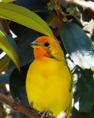bird, canary with its characteristic yellow color in its habitat surrounded by nature