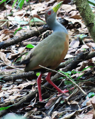 Naklejka premium herons of varied colors that live in the tropical wetlands of Colombia