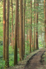 森の木々に当たる日差し