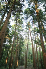 森の木々に当たる日差し