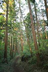 森の木々に当たる日差し