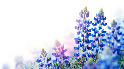 close up field of bluebonnets Texas flower on white background with copy space - AI Generated - obrazy, fototapety, plakaty