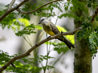 Tropical Kingbird, Tyrannus melancholicus, sits on a branch and observes the surroundings, Colombia