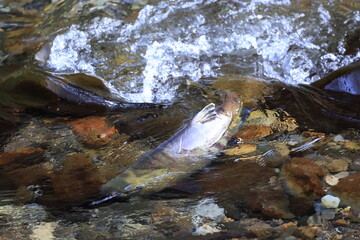 秋の始まりの北海道、知床の川に婚姻色に染まったカラフトマスが激流を乗り越えて遡上してきます。