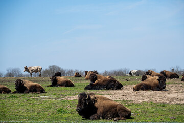 Buffalo herd and Bison Herd on green hilltop with blue sky
