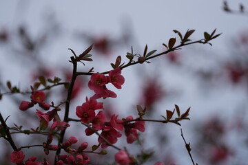 Blüte