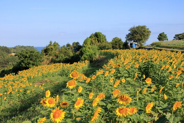 ひまわり畑と青い空
