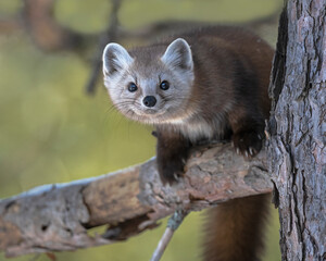 Attention - An American Marten perches on a pine branch  - Algonquin Park, Ontario