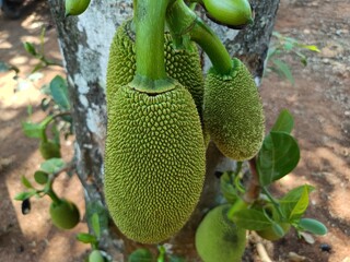 The jackfruit is the fruit of jack tree Artocarpus heterophyllus, a species of tree in the fig,...