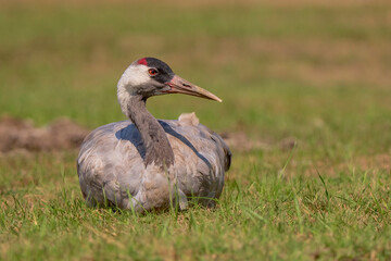 Common crane