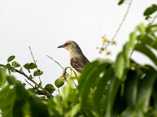 Tropical Mockingbird, Mimus gilvus, stands on a branch observing the surroundings. Colombia