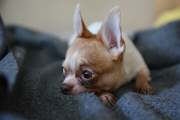 funny chihuahua dog lying on the bed