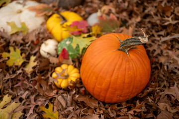 Colorful fall decorations with orange, yellow, red, pumpkins, gourds, squash and fall leaves