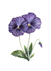 Hand painted purple watercolor pansies. Isolated pansy painting. Watercolor pansy painting.