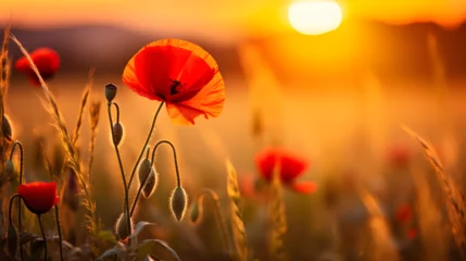 Foto op Plexiglas poppy field in the morning © John