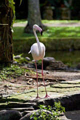 Flamingo in nature surrounding - 749984187