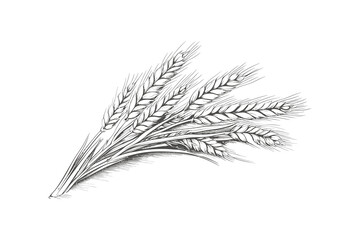Bouquets of ears of wheat. Vector illustration design.
