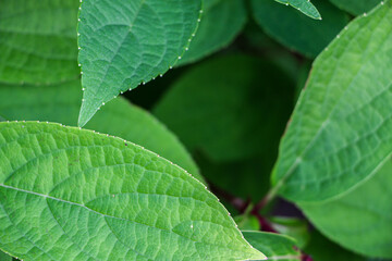 Close up of the veins of green leaves from a Hydrangea plant