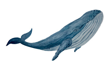 Watercolor hand-drawn blue whale isolated on white