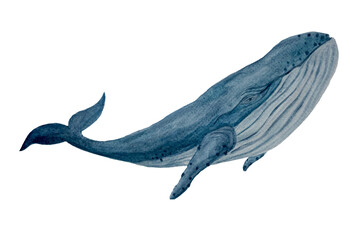 Watercolor hand-drawn blue whale isolated on white © Ekaterina