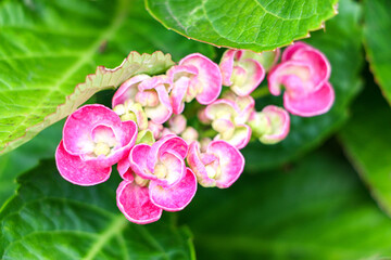 The purple pink flowers of a blooming beautiful healthy Hydrangea macrophylla deciduous shrub plant (otherwise known as bigleaf or mophead), selective focus
