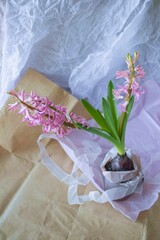 Pink fresh hyacinth flower on pastel colored wrapping paper background, gift design concept
