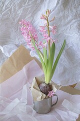 Pink fresh hyacinth flower on pastel colored wrapping paper background, gift design concept