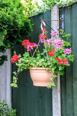 Vertical shot of a hanging basket of beautiful pretty Ivy Geranium perennial plant (otherwise known as Pelargonium peltatum) blooming with vibrant red, pink and purple flowers