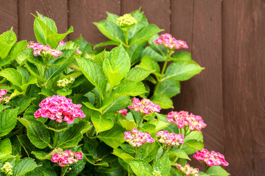 A healthy Hydrangea macrophylla deciduous shrub plant (otherwise known as bigleaf or mophead) blooming with purple pink flowers in front of wooden fence of domestic garden